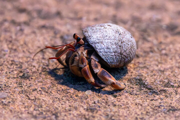 Ein laufender Landeinsiedlerkrebs in der Seitenansicht