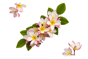 colorful flowers frangipani local flora arrangement flat lay postcard style 