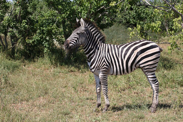Steppenzebra / Burchell's zebra / Equus quagga burchellii