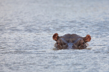 Flußpferd / Hippopotamus / Hippopotamus amphibius