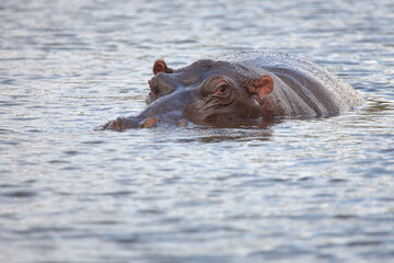 Fototapeta premium Flußpferd / Hippopotamus / Hippopotamus amphibius