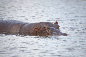 Fototapeta premium Flußpferd / Hippopotamus / Hippopotamus amphibius