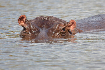 Fototapeta premium Flußpferd / Hippopotamus / Hippopotamus amphibius