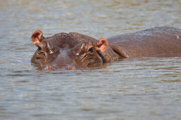Fototapeta premium Flußpferd / Hippopotamus / Hippopotamus amphibius