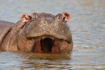 Fototapeta premium Flußpferd / Hippopotamus / Hippopotamus amphibius