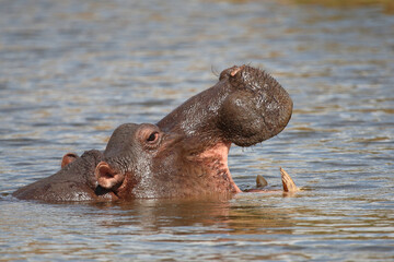 Flußpferd / Hippopotamus / Hippopotamus amphibius