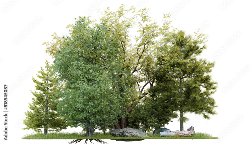 Poster tree group and small forest png transparent ,3d illustration rendering