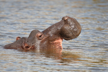 Flußpferd / Hippopotamus / Hippopotamus amphibius