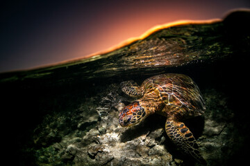 Green Turtle in the Ocean, Australia