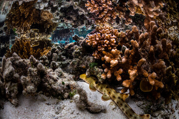 Epaulette Shark, Heron Island Australia