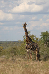 Giraffe / Giraffe / Giraffa camelopardalis