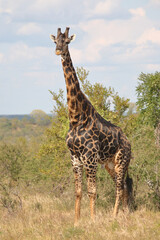 Giraffe / Giraffe / Giraffa camelopardalis
