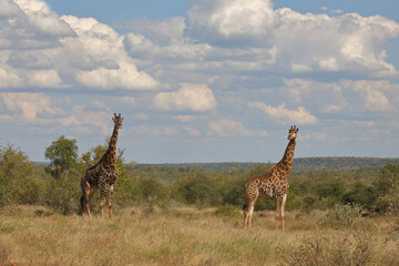 Giraffe / Giraffe / Giraffa camelopardalis