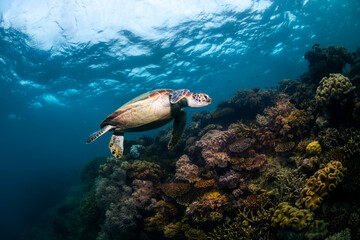 Green Turtle in the Ocean, Australia