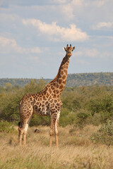 Giraffe / Giraffe / Giraffa camelopardalis