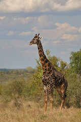 Giraffe / Giraffe / Giraffa camelopardalis