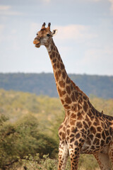 Giraffe / Giraffe / Giraffa camelopardalis