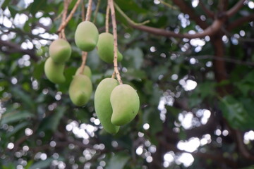 Focused small green mangos on its tree with blur background