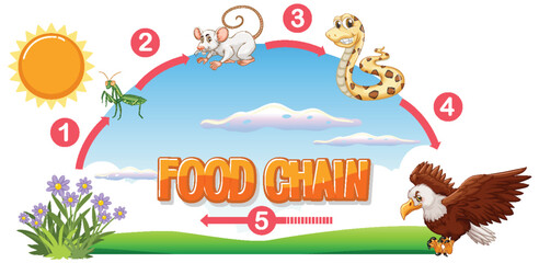 Depicts a simple food chain with animals and plants