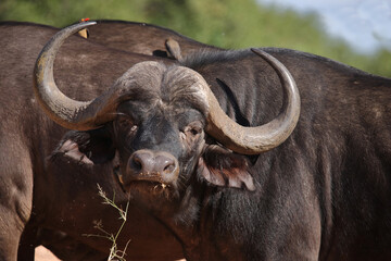 Naklejka premium Kaffernbüffel / African buffalo / Syncerus caffer