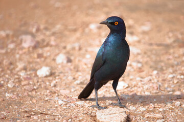 Rotschulter-Glanzstar/ Cape glossy starling or Red-shouldered starling / Lamprotornis nitens