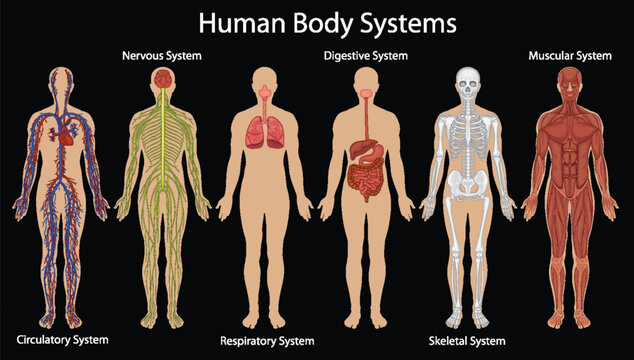 Detailed depiction of various human body systems