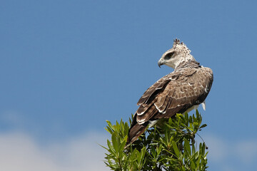 Kampfadler / Martial eagle / Polemaetus bellicosus.