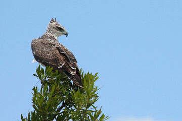 Kampfadler / Martial eagle / Polemaetus bellicosus.
