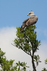 Kampfadler / Martial eagle / Polemaetus bellicosus.