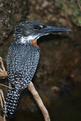 Riesenfischer / Giant kingfisher / Megaceryle maxima
