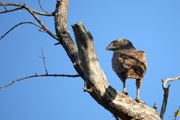 Einfarb-Schlangenadler / Brown snake eagle / Circaetus cinereus.