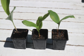 Convallaria majalis konwalia majowa