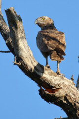 Einfarb-Schlangenadler / Brown snake eagle / Circaetus cinereus.