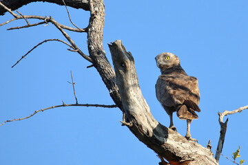Einfarb-Schlangenadler / Brown snake eagle / Circaetus cinereus.