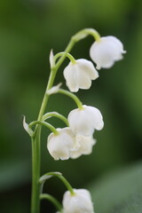 Convallaria majalis konwalia majowa