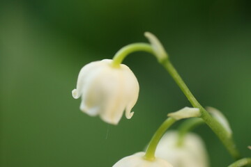 Convallaria majalis konwalia majowa
