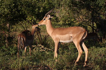 Schwarzfersenantilope / Impala / Aepyceros melampus