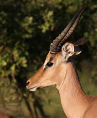 Schwarzfersenantilope / Impala / Aepyceros melampus
