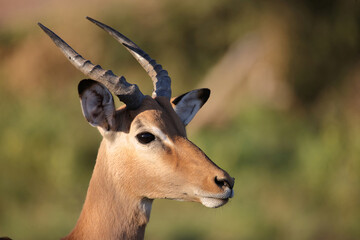 Schwarzfersenantilope / Impala / Aepyceros melampus