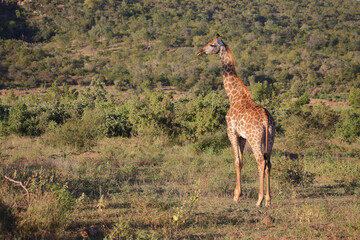 Giraffe / Giraffe / Giraffa camelopardalis