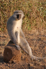 Obraz premium Grüne Meerkatze / Vervet monkey / Cercopithecus aethiops .