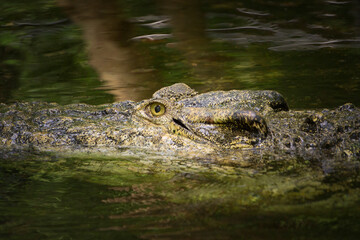 Crocodile in natural habitat nature reserve blending into its surroundings Thailand Asia
