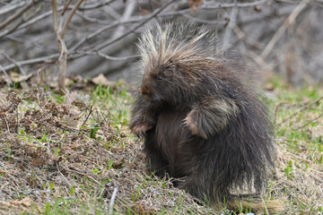 A North American Porcupine (Erethizon dorsatum) pauses its morning stroll for a quick belly scratch in Alaska's boreal forest.
