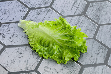 Ripe green salad lettuce leaf