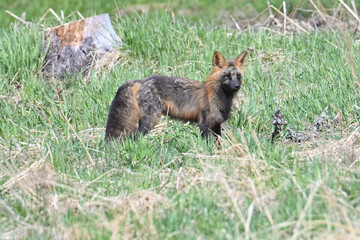 A red fox (Vulpes vulpes) showing the cross fox color variation hunts along the edge of an Alaskan meadow.