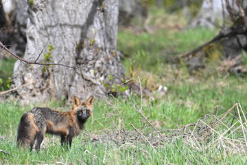 A red fox (Vulpes vulpes) showing the cross fox color variation hunts along the edge of an Alaskan meadow.