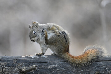 A Red Squirrel (Tamiasciurus hudsonicus) scratches an itch in Alaska's boreal forest.