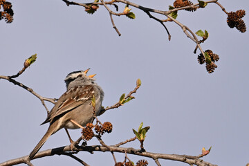 A White-crowned Sparrow (Zonotrichia leucophrys) sings a spring song to attract a mate.