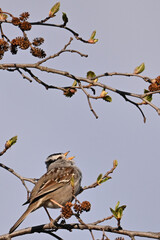 A White-crowned Sparrow (Zonotrichia leucophrys) sings a spring song to attract a mate.