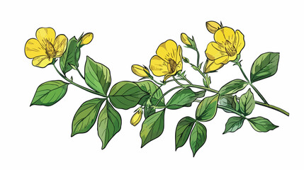 Detailed botanical drawing of Sphaerophysa salsula or